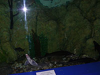 Oceanarium